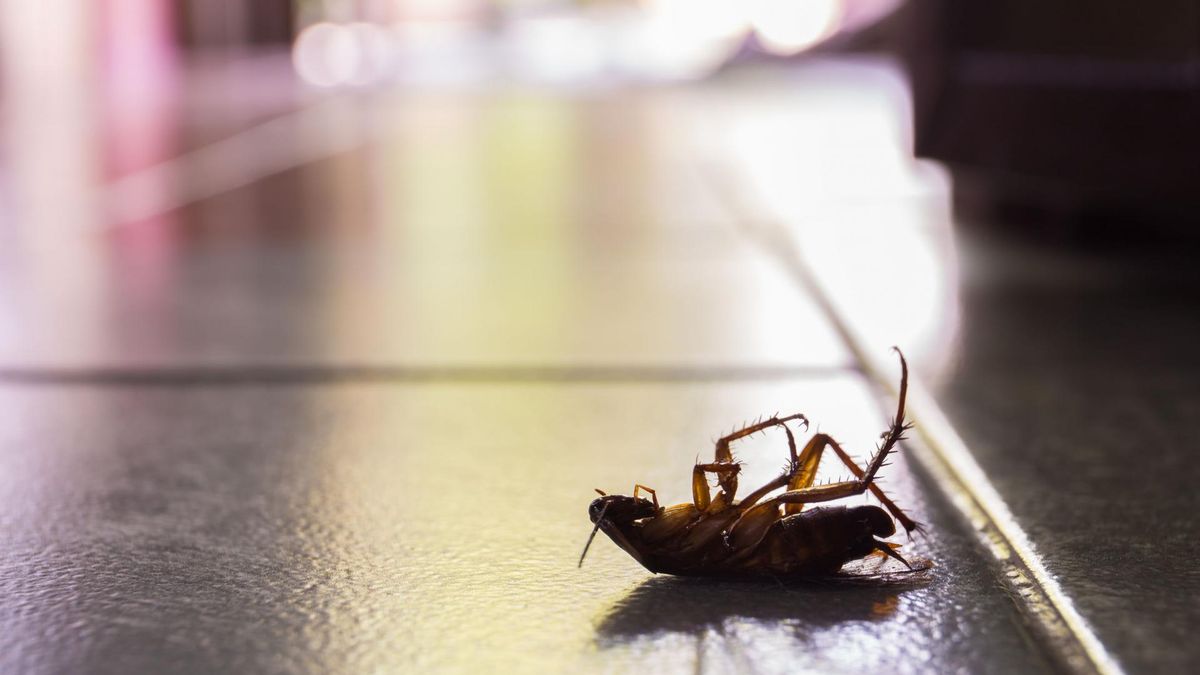 Pozbądź się karaluchów i prusaków z domu. Niezawodne sposoby