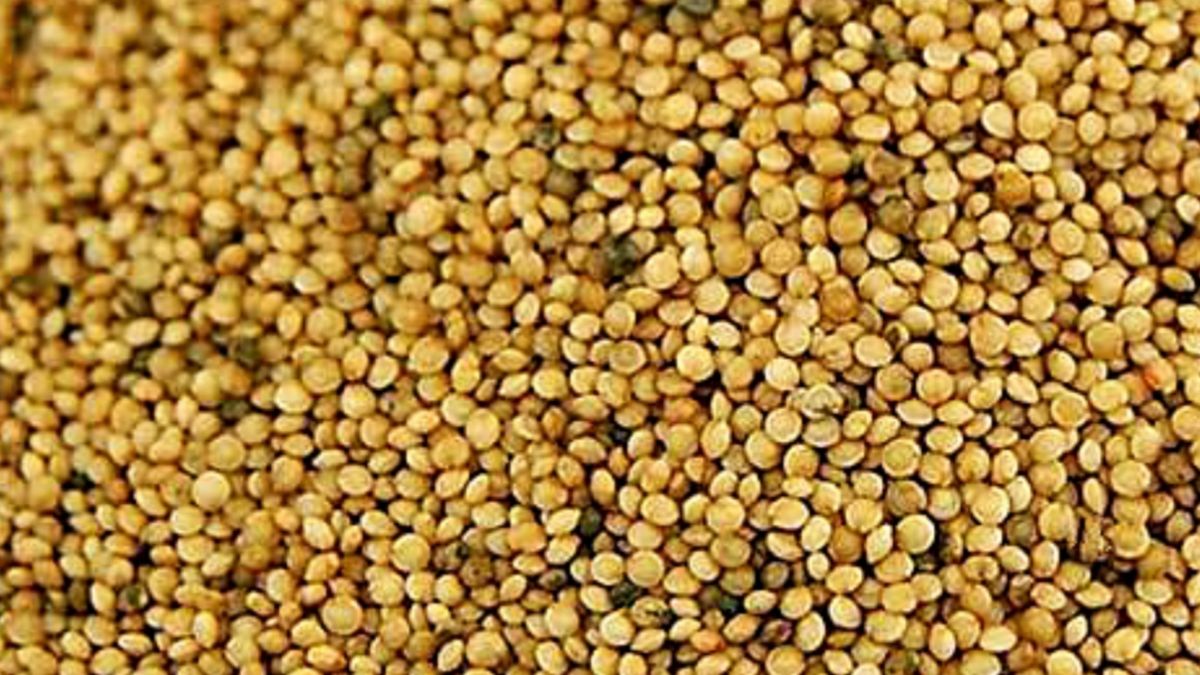 Amarantus zawiera związki, które mogą korzystnie wpływać na poziom cholesterolu we krwi.