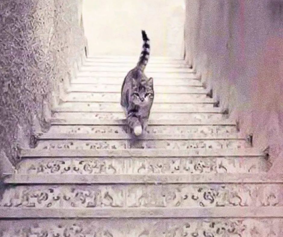 W którą stronę idzie kot?