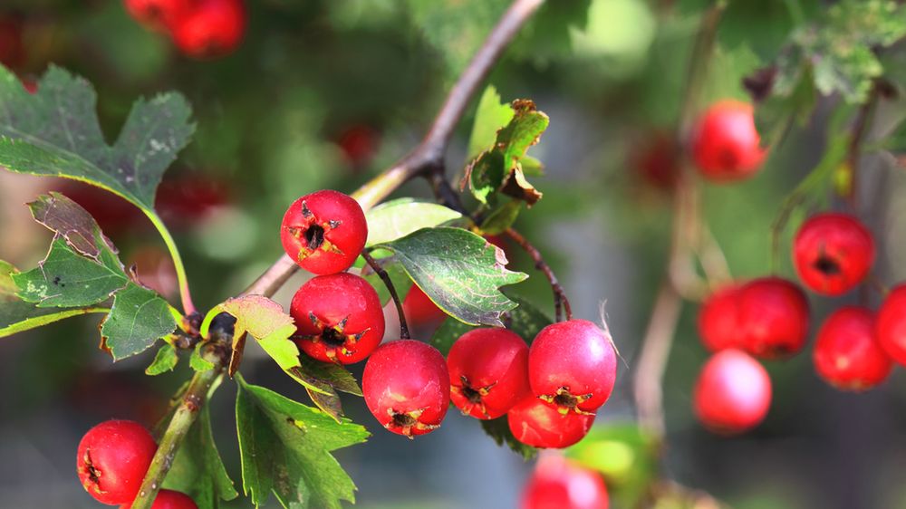 Głóg jest dobry dla naszego serca