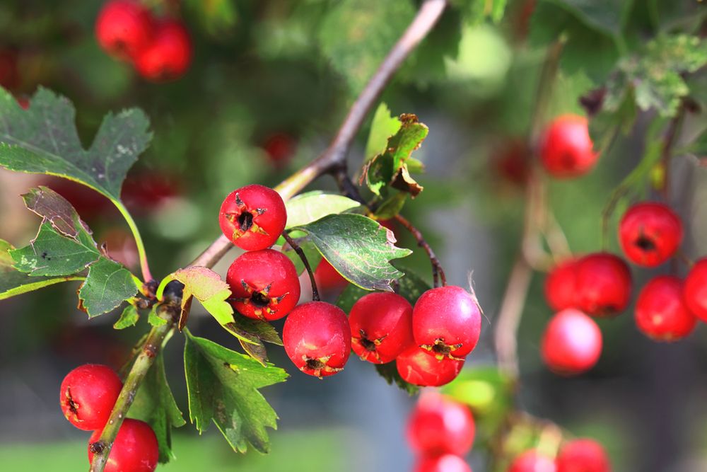 Głóg – jesienny superprodukt