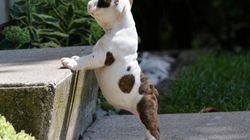 Ropomacicze u psa - przyczyny, objawy, leczenie