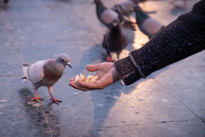 Dokarmiasz ptaki chlebem? To może skończyć się dla nich śmiercią