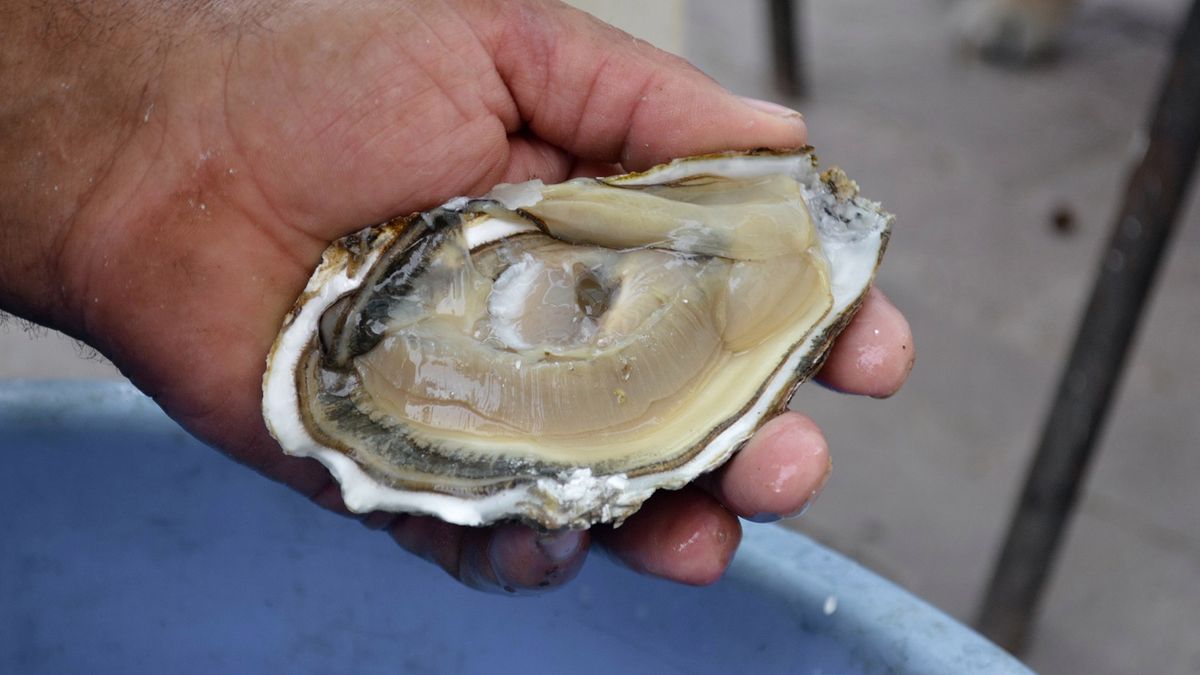 54-latek zmarł po zjedzeniu skażonych ostryg