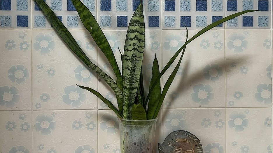 Musisz mieć w domu. Warto zainwestować w tę roślinę, NASA potwierdza