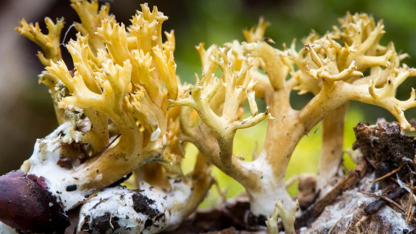 Porost islandzki - właściwości i zastosowanie