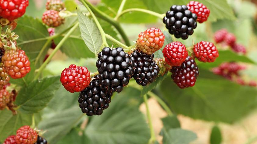 Jeżyny są naturalnym lekiem przeciwcukrzycowym