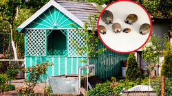 Wyrzuć z ogrodu jeszcze jesienią. Wiosną nie będziesz musiał obawiać się o kleszcze