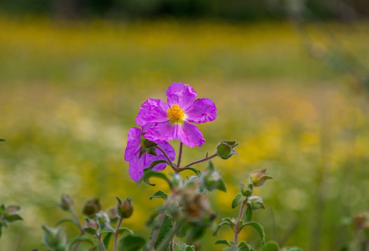 Czystek – właściwości, zastosowanie i przeciwwskazania