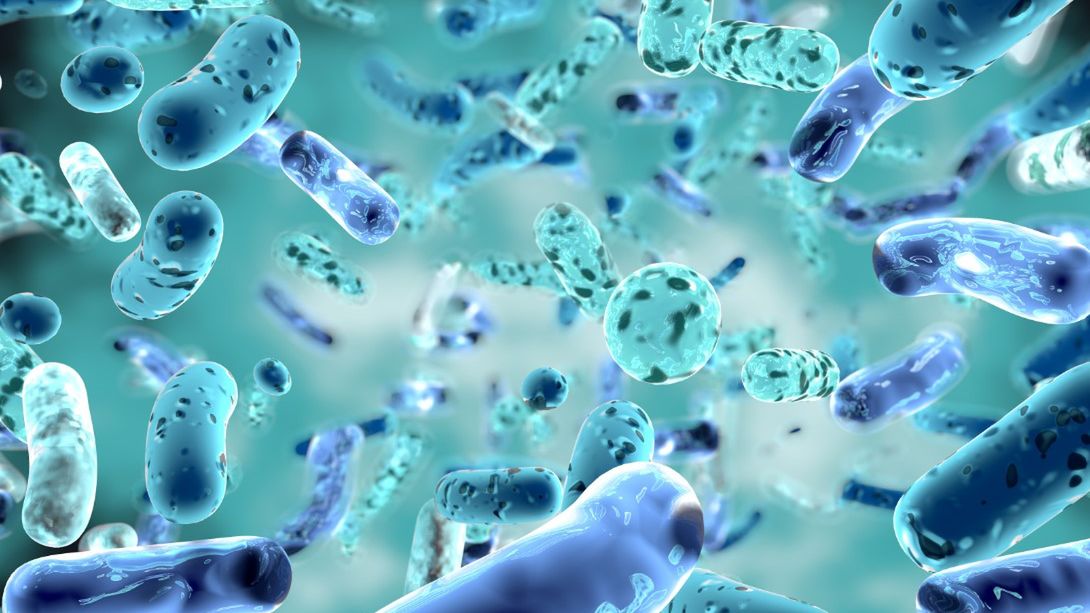 Bifidobacterium to bakterie, które wyróżniają szczególne właściwości probiotyczne. Są ważną składową mikroflory jelitowej.