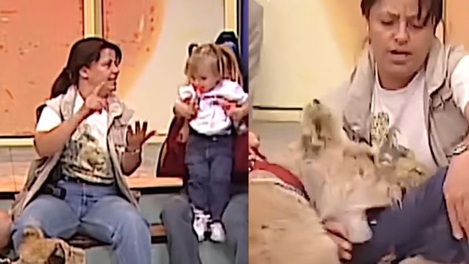 Lwica rzuciła się na dziecko