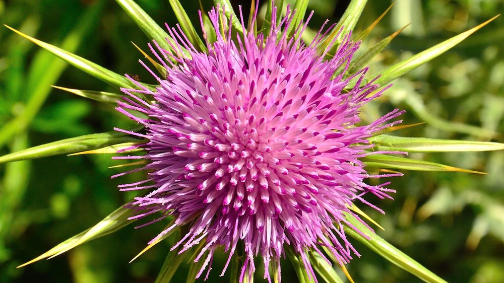 Ostropest wykorzystywany jest w kuchni, kosmetyce oraz w celach dekoracyjnych