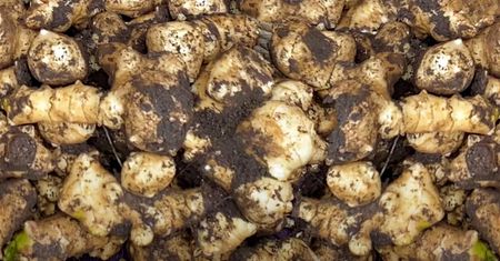 Topinambur – naturalna pomoc przy cukrze, trawieniu i wadze. A prawie nikt go nie je!