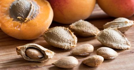 Zatrucie pestkami moreli. "Naturalny lek na raka" jest bardzo niebezpieczny