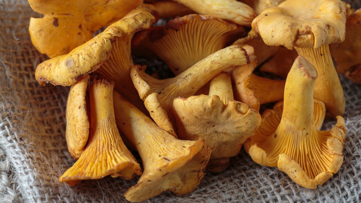 Pieprznik jadalny ma intensywnie żółty kolor