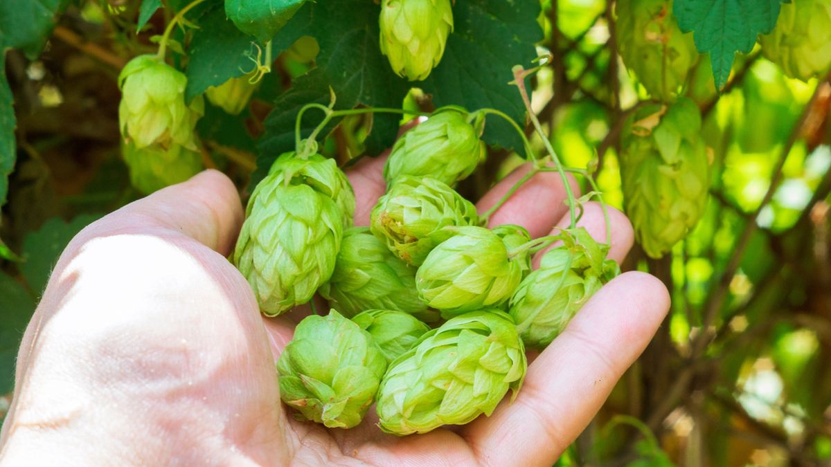 Chmiel zwyczajny rozrasta się błyskawicznie