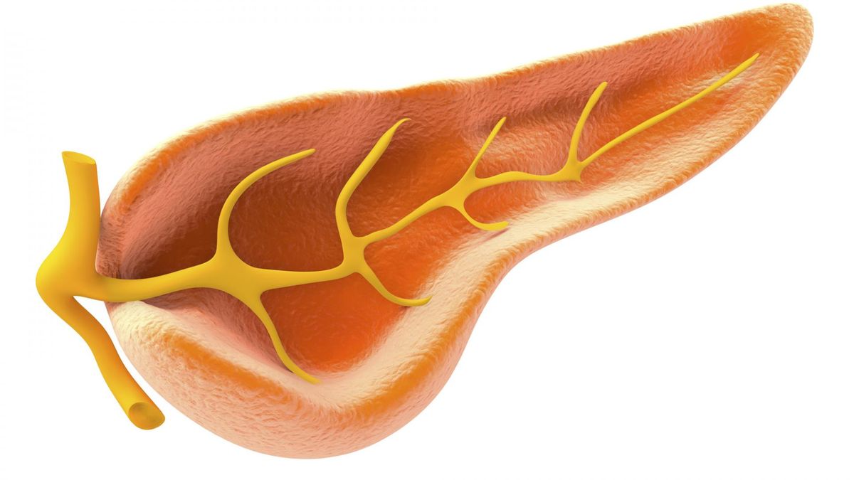 Polipeptyd trzustkowy, czyli PP, to jeden z peptydów, którego oznaczenie w badaniach przydaje się podczas diagnostyki wielu chorób trzustki