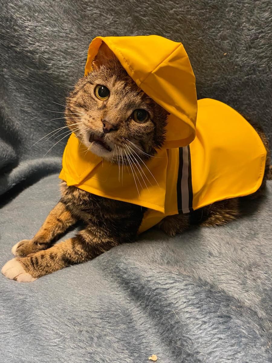 Basza szuka &quot;swojego człowieka&quot;