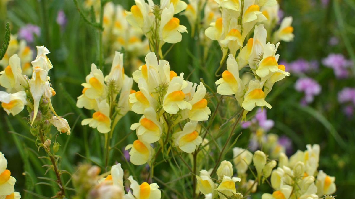 Ziele lnicy to cenny surowiec zielarski, pozyskuje się go z lnicy pospolitej.