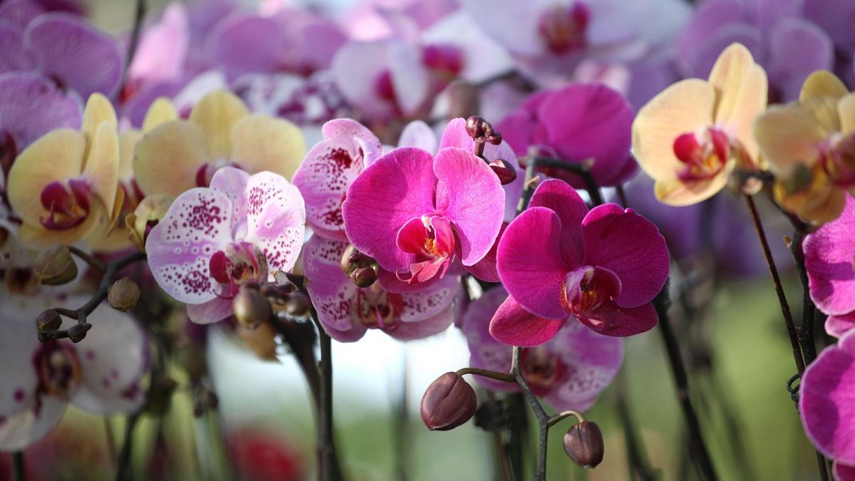 mikstury do podlewania storczyków [123rf.com]