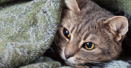 FIP u kota – objawy, leczenie i zapobieganie