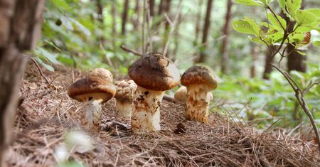 Najdroższy grzyb świata rośnie w Polsce. Za 1 kg trzeba zapłacić 8,5 tys. zł