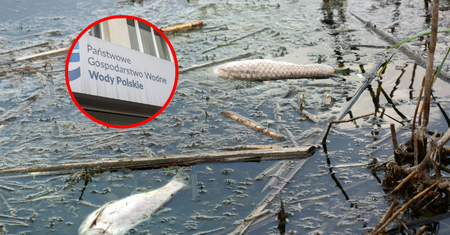 Zakaz kąpieli w śląskiej rzece. Toksyczne glony zabiły 50 kg ryb