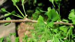 Wpływ miłorzębu japońskiego na mózg