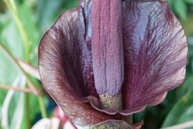 Amorphophallus konjac – właściwości, wygląd i zastosowanie