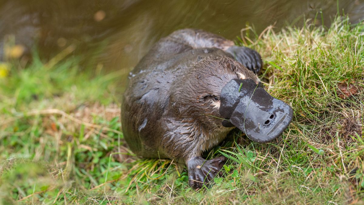 Dziobak australijski. Co to za zwierzę?