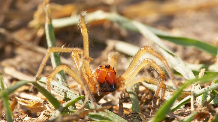 Ugryzienie tego pająka może być bardzo bolesne