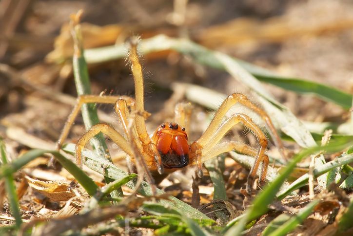 Najbardziej jadowity pająk w Polsce. Teraz jest najbardziej agresywny