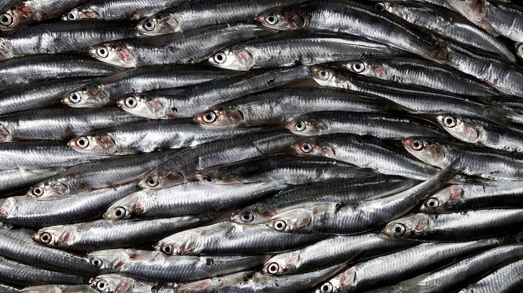 Chronią przed rakiem i wzmacniają układ nerwowy. Te ryby nie mają sobie równych