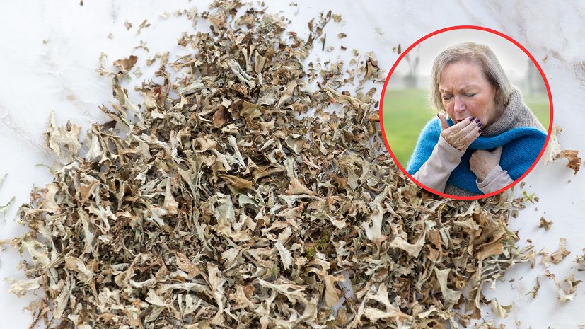 Kłopoty z gardłem i płucami? Sięgnij po naturalny porost islandzki