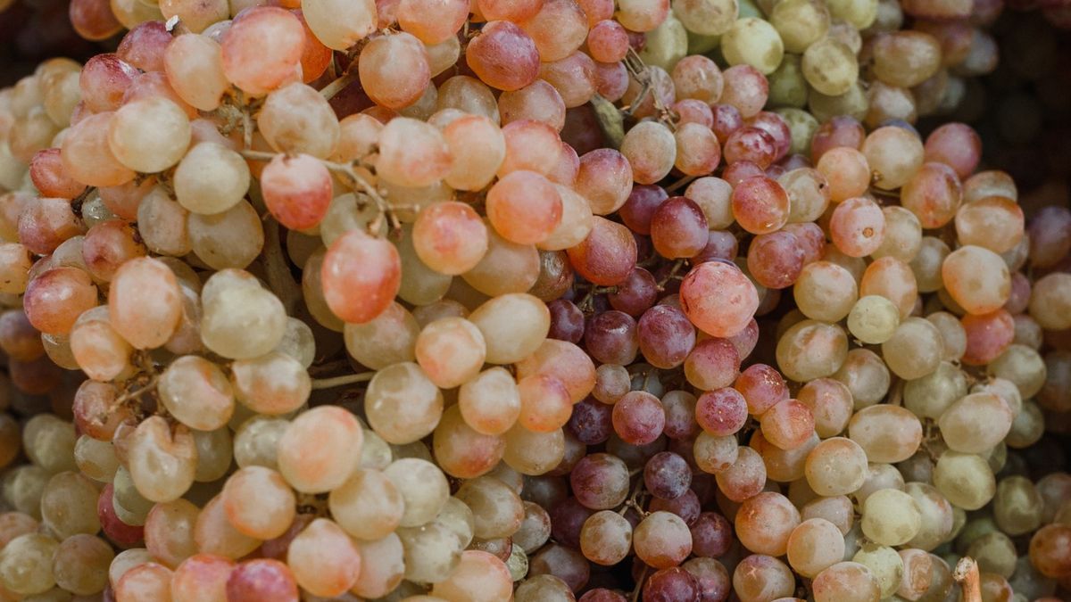 Ekstrakt z pestek winogron to preparat o wielu walorach prozdrowotnych.