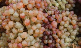 Ekstrakt z pestek winogron – działanie i przeciwwskazania  