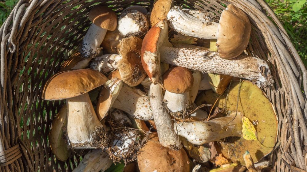 Grzyby - właściwości odżywcze. Czy grzyby są zdrowe? Które są jadalne, a które trujące?
