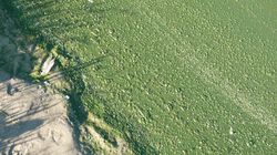 Wypryski, wymioty, biegunka. Czym grozi kontakt z sinicami w Bałtyku?