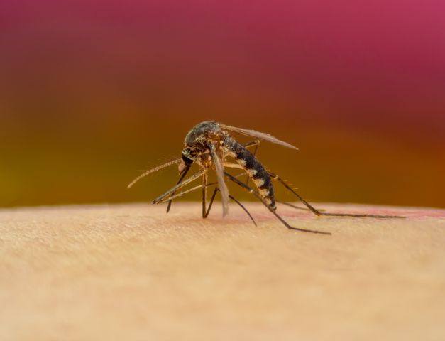 Dirofilarioza to stosunkowo rzadka pasożytnicza choroba odzwierzęca przenoszona przez komary.