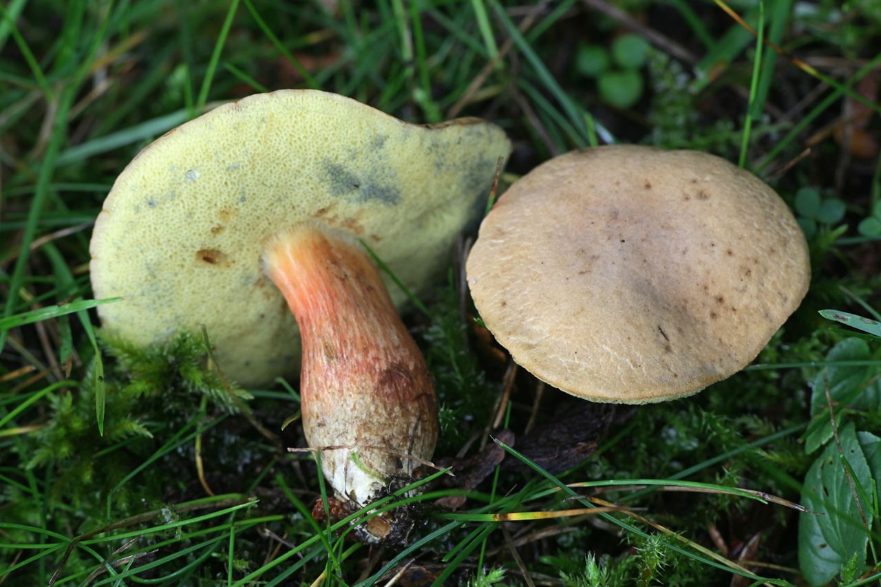 Borowik amerykański (złotak wysmukły) - właściwości i zastosowanie