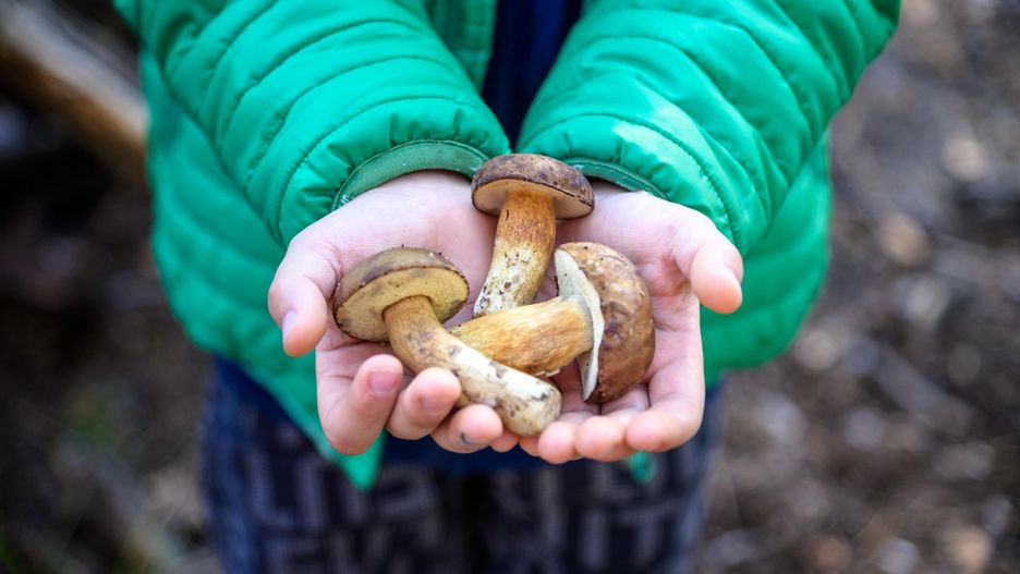Od kiedy można dawać dzieciom grzyby?