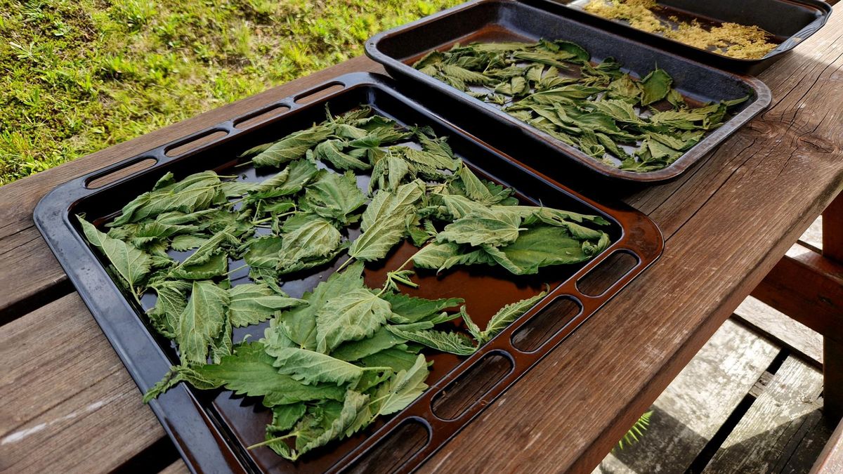 Bogatym źródłem krzemu jest pokrzywa