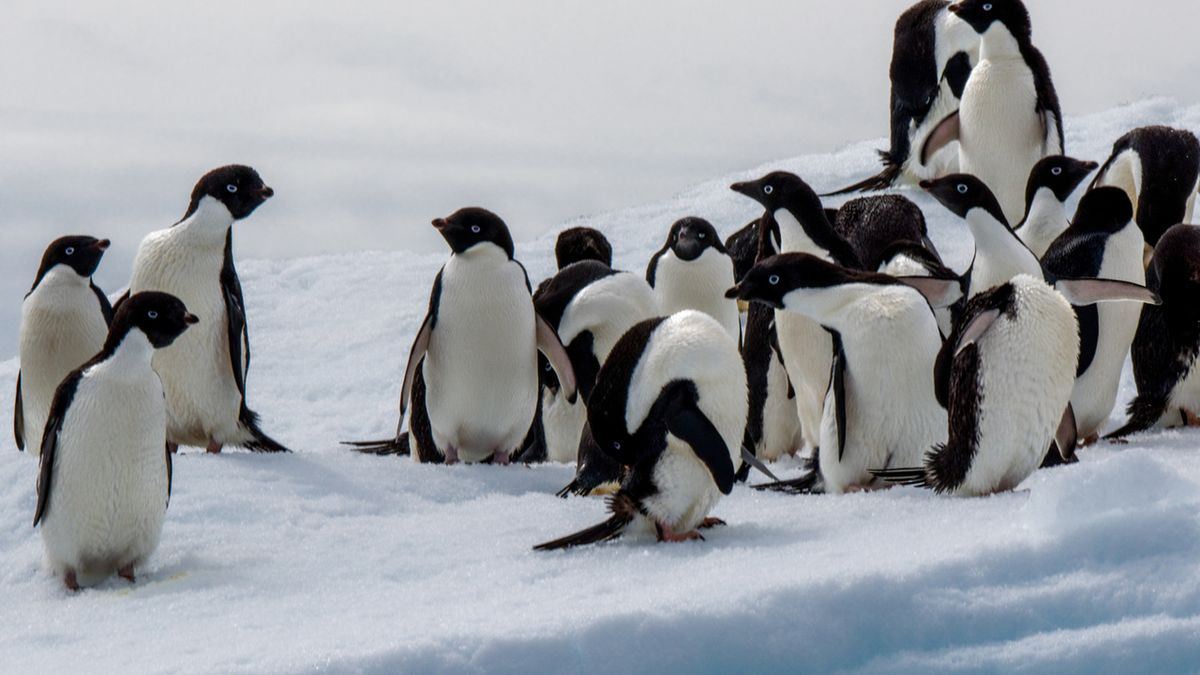 "Zaczarowana zagroda" – opracowanie