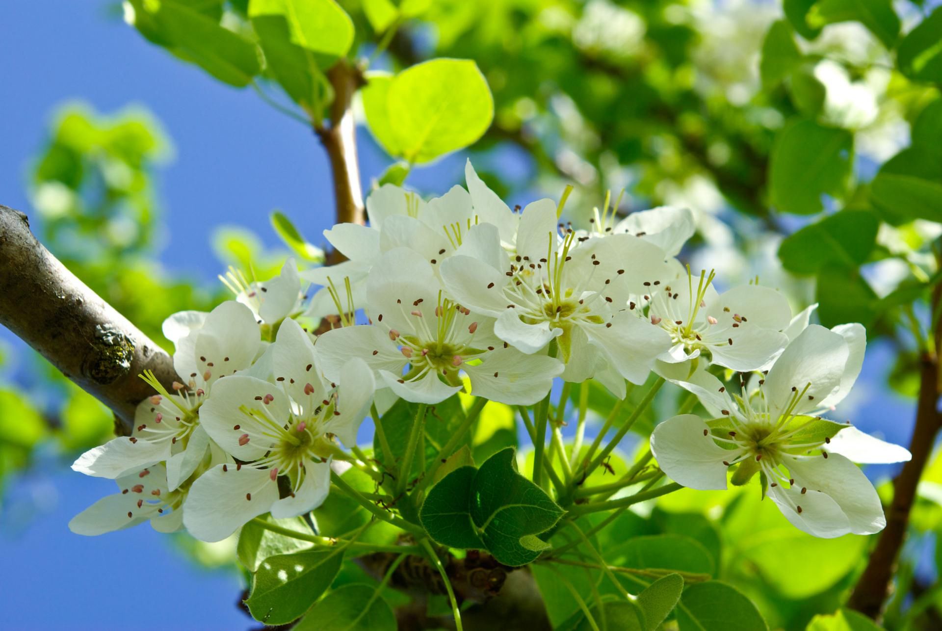 Często występującym typem uczulenia jest alergia na pyłki roślin