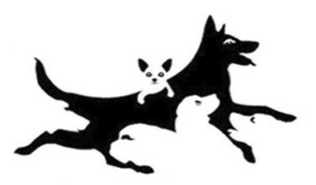 Test obrazkowy: Ile widzisz psów?