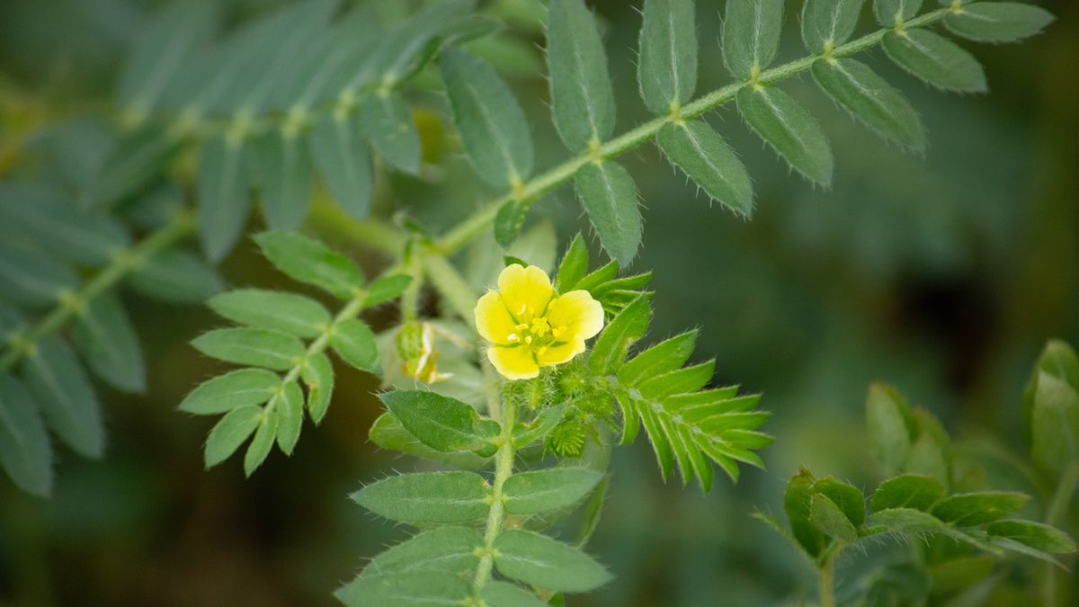 Buzdyganek naziemny to roślina od wieków wykorzystywana w medycynie naturalnej i ajurwedyjskiej.