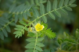 Buzdyganek naziemny - skład, działanie, właściwości, zastosowanie, dawkowanie