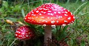 Muchomor czerwony – właściwości, wygląd, występowanie i działanie