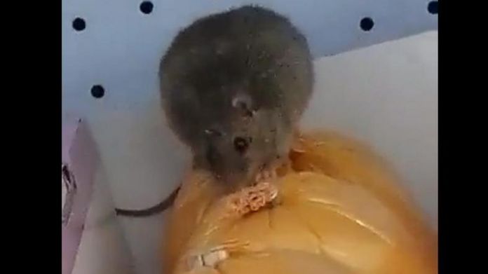 Szczur w sklepie