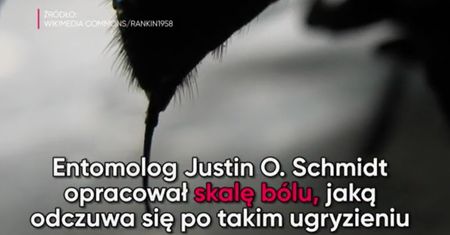 Który z owadów żądli najboleśniej? (WIDEO)